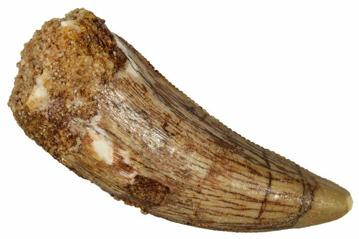 Serrated, Theropod (Deltadromeus?) Pre-Max Tooth - Morocco #341238